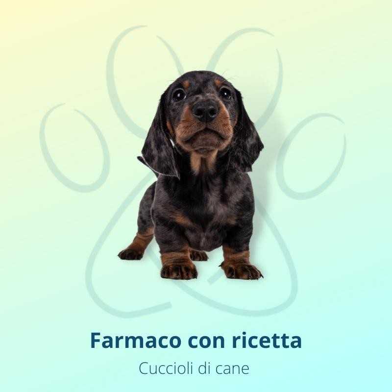 Milpro Vet 2,5 mg/25 mg marrone cucciolo e cane piccolo 0,5-10 kg 2 compresse