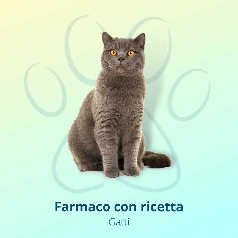 Bravecto Spot On 112,5 mg 1 Pipetta Per Gatti 1,2-2,8 kg
