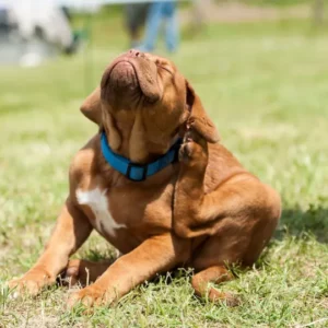 Cane che si gratta l'orecchio in un prato verde