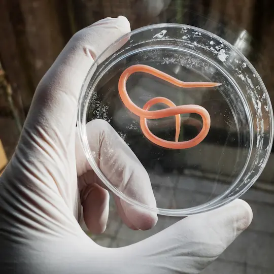 verme ascaride in un vetrino di raccolta in laboratorio