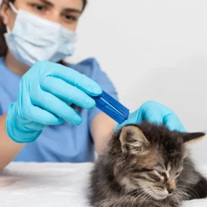 veterinario che applica un antiparassitario spoton a un gattino