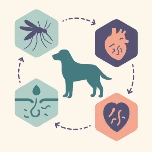 Ciclo della filaria nel cane illustrato: zanzara vettore, larve nel sangue e nei tessuti, cane ospite e cuore infestato da vermi adulti.
