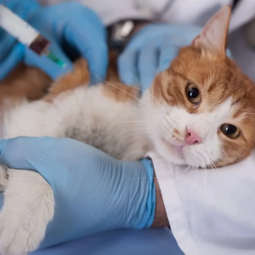 Gatto visitato dal veterinario durante un’iniezione, prevenzione e cura delle malattie più comuni nei felini.