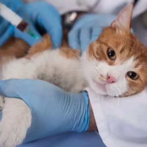 Gatto visitato dal veterinario durante un’iniezione, prevenzione e cura delle malattie più comuni nei felini.