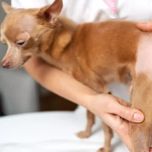 Cane visitato dal veterinario per una malattia della pelle con perdita di pelo sulla zampa