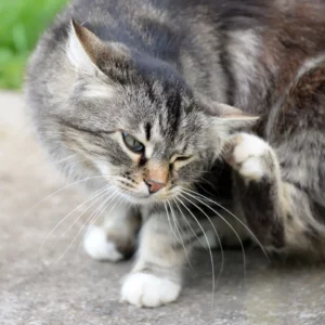 Pulci nel gatto
