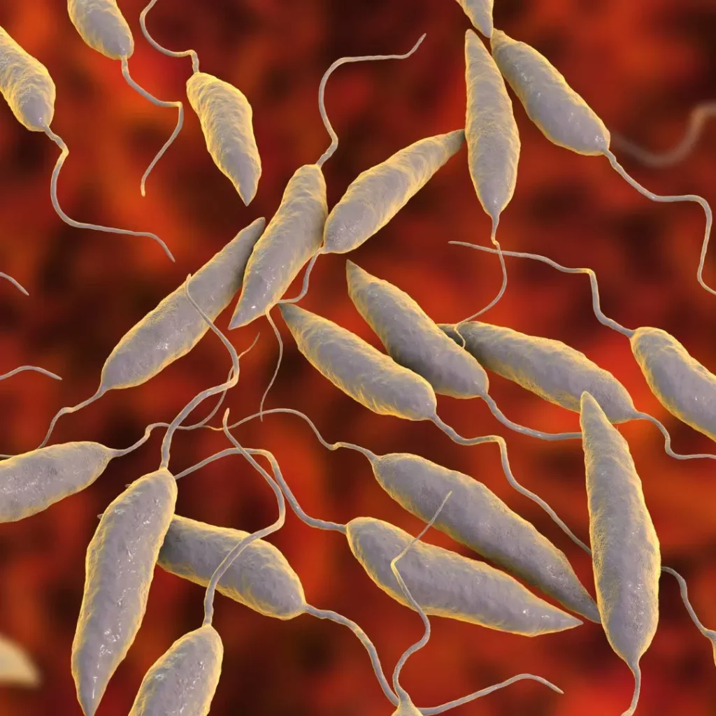 Leishmaniosi nel cane: immagine dei protozoi Leishmania infantum, parassiti trasmessi dai pappataci.