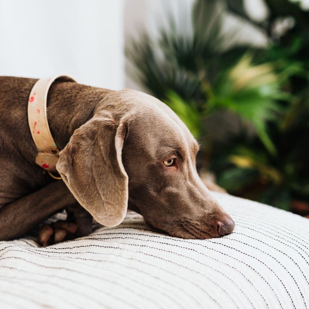 Artrosi nel cane
