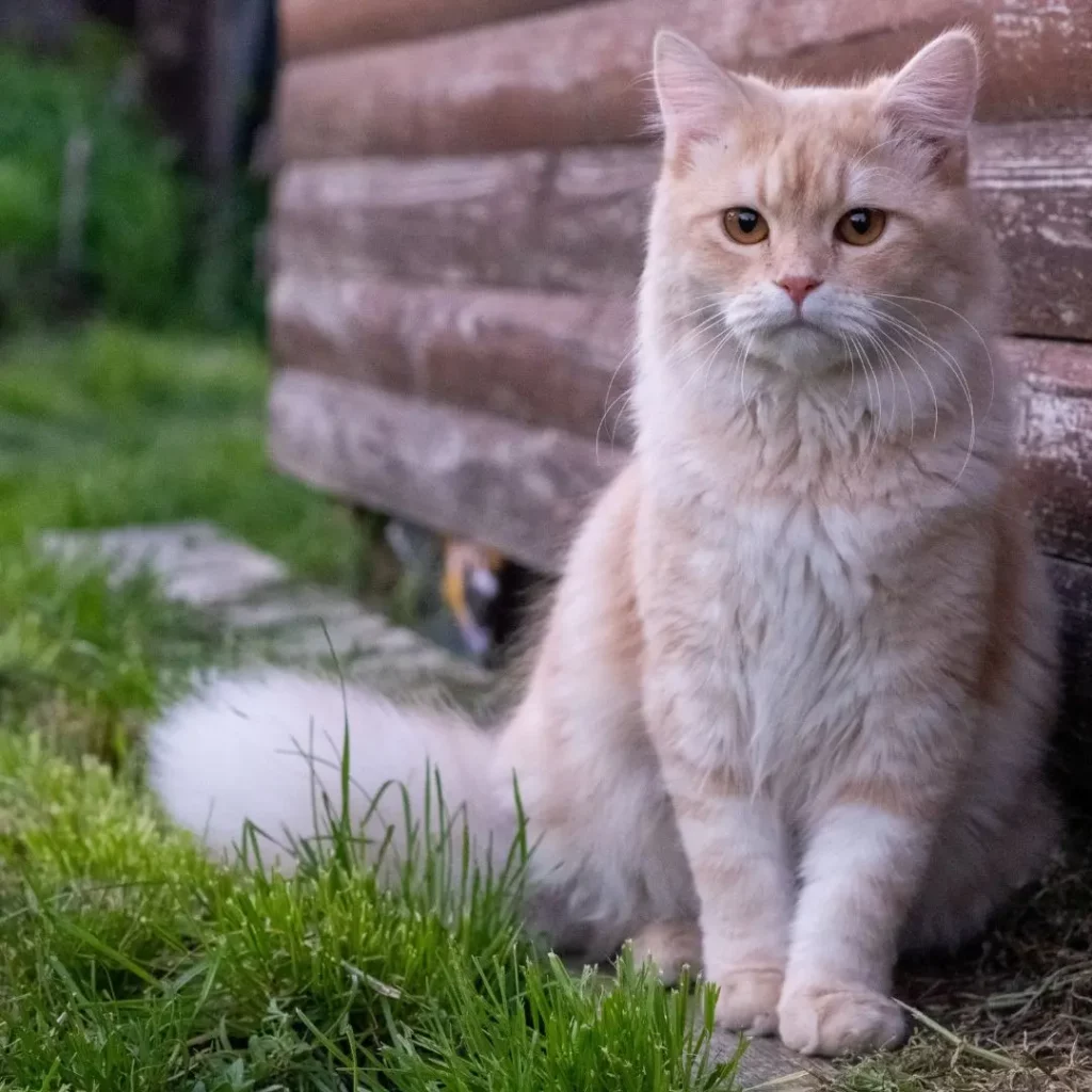 Artrosi nel gatto