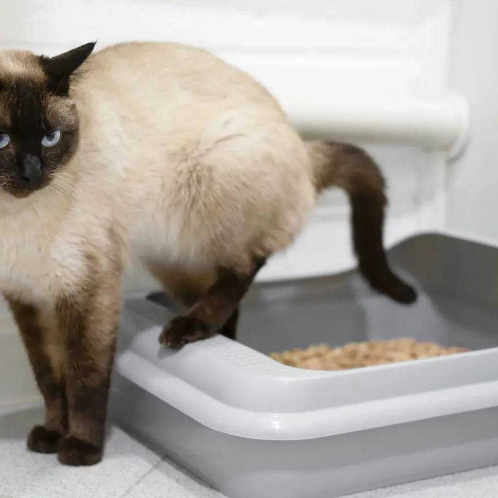 Vermi nelle feci del gatto