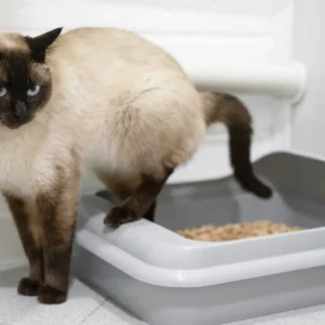 Vermi nelle feci del gatto
