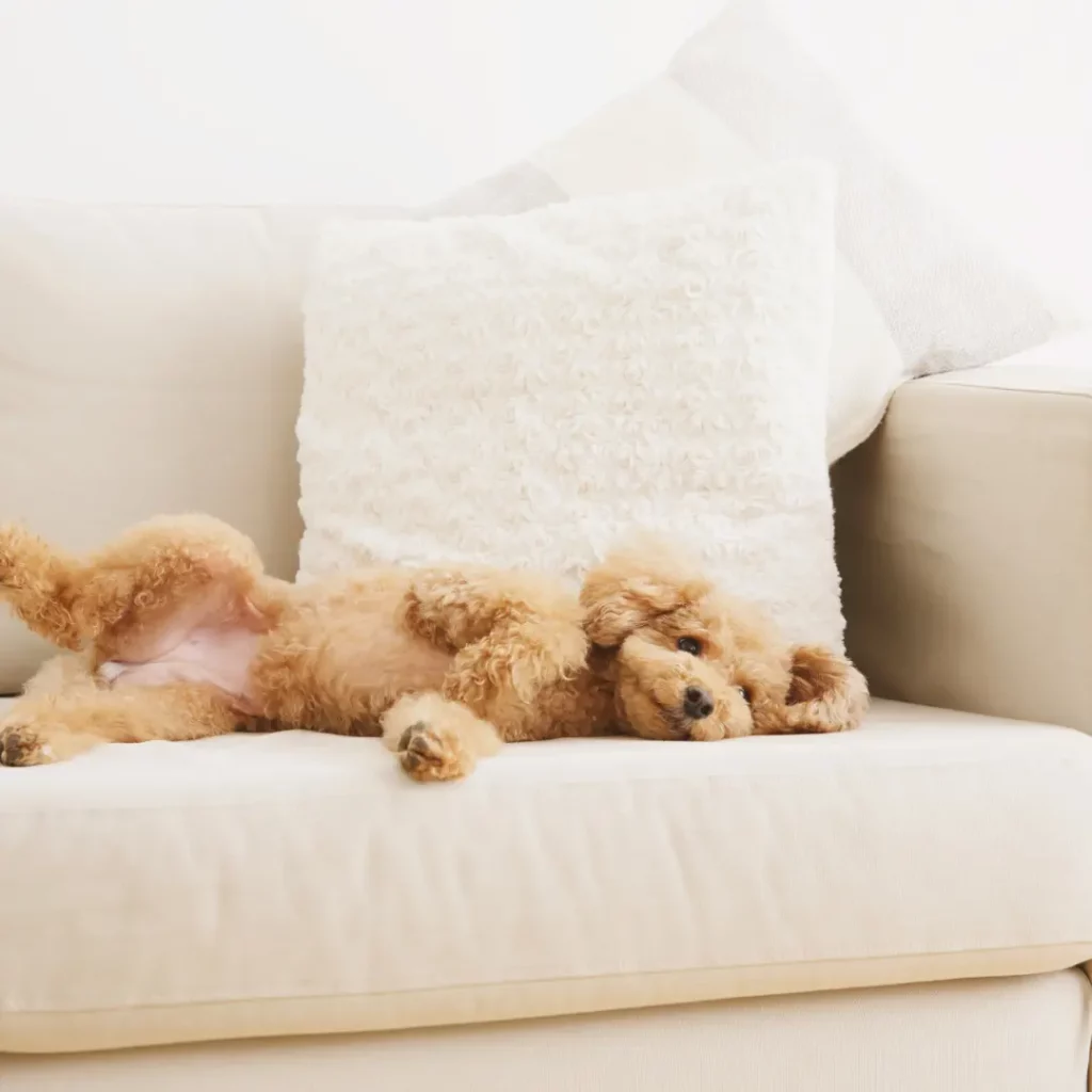gastroenterite nel cane
