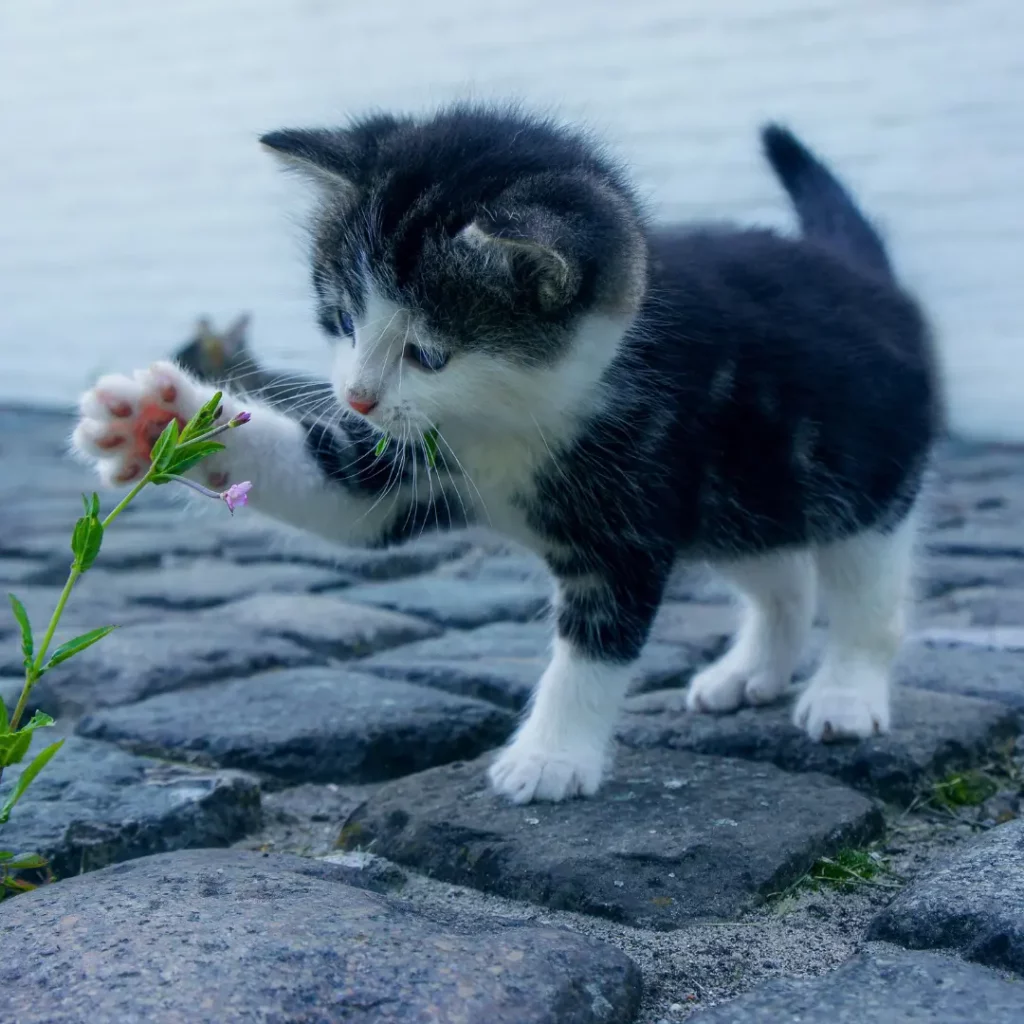 gastroenterite nel gatto
