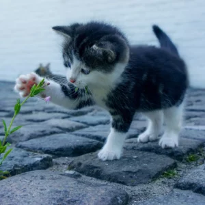 gastroenterite nel gatto