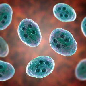 giardia nel gatto