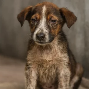 Cane affetto da Cimurro