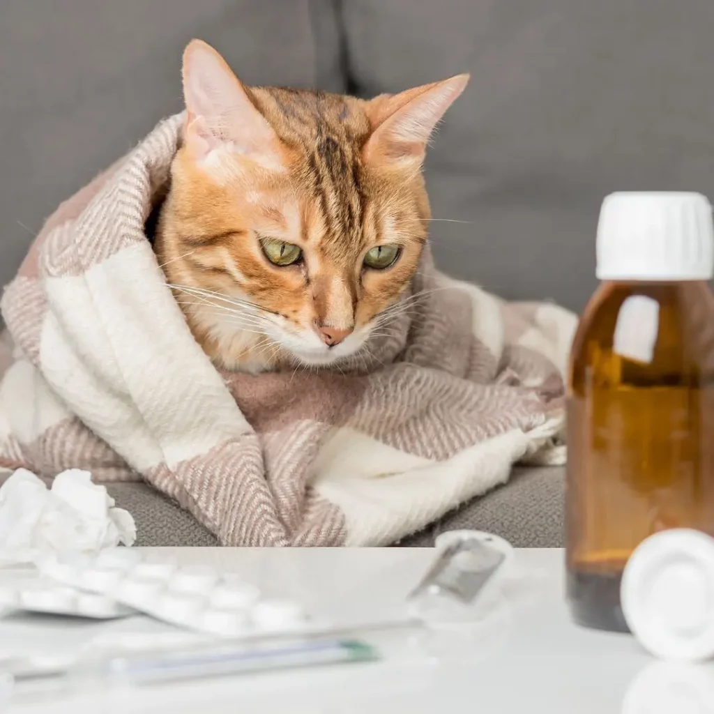 Gatto influenzato avvolto in una coperta con farmaci e termometro sul tavolo, simbolo di cura e convalescenza
