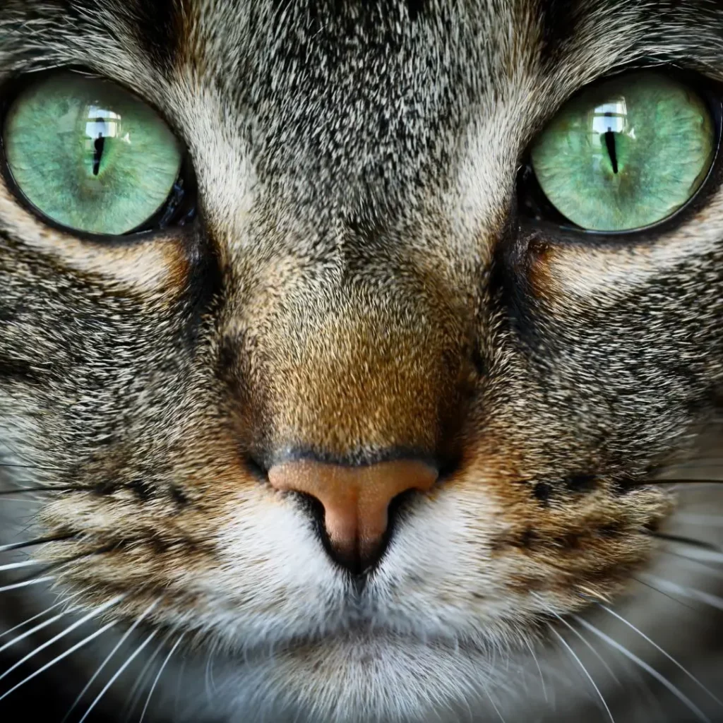 Panleucopenia Felina