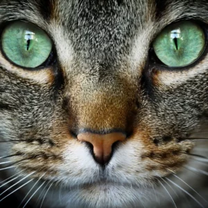 Panleucopenia Felina