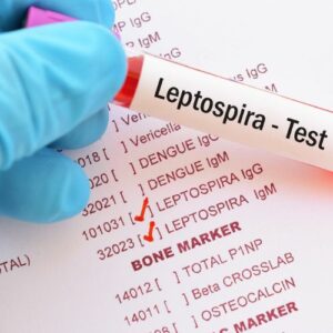 Leptospirosi Canina