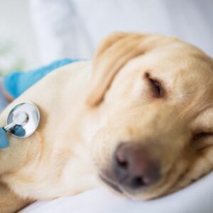 Parvovirosi Canina