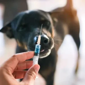 Prevenzione del cane con la rabbia