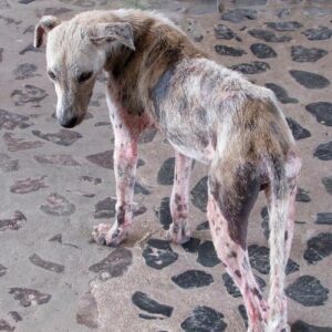 Rogna nel cane