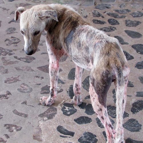 Rogna nel cane