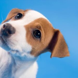 Cicciolo di Jack Russel