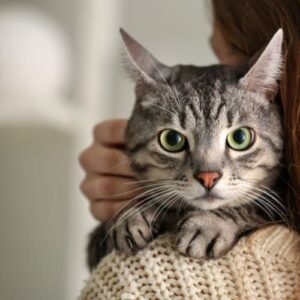 Gatto con diarrea