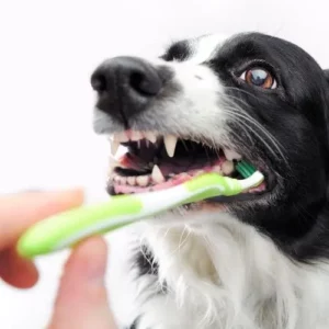 Lavare i denti al cane