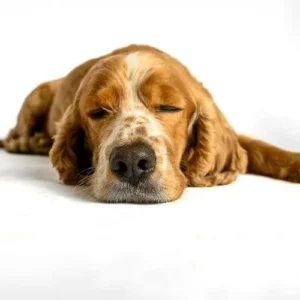 Prolemi articolari del cane
