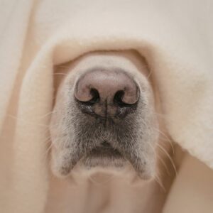 alitosi nel cane
