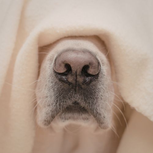 alitosi nel cane