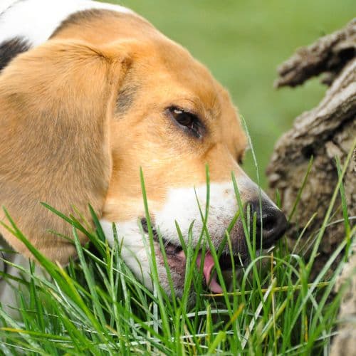 cane che mangia erba