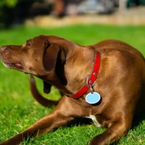Cane che si gratta