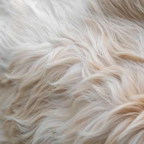 Cane col pelo opaco