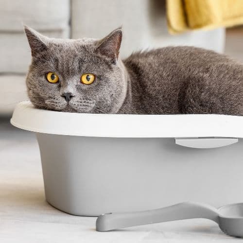 Gatto che non usa la lettiera