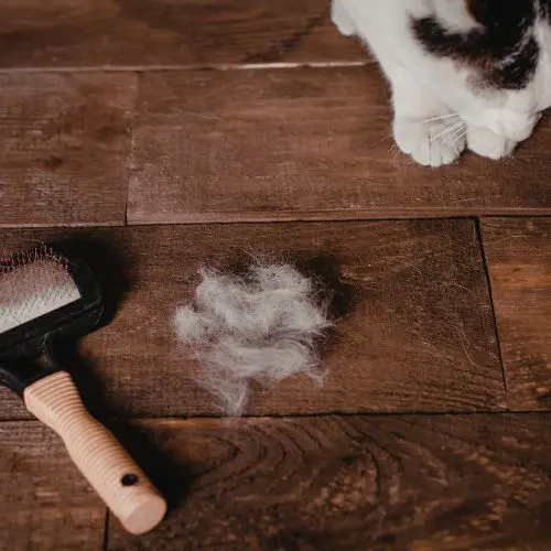 gatto che cambia il pelo