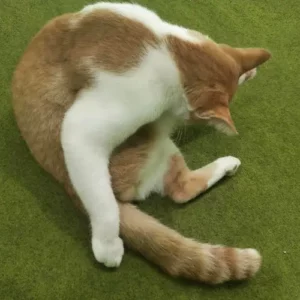 gatto che si lecca troppo