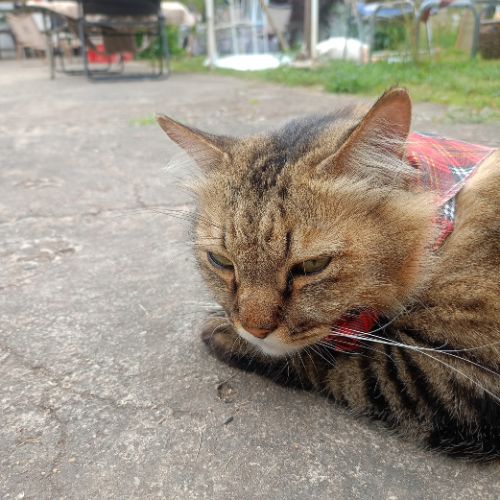 gatto stressato