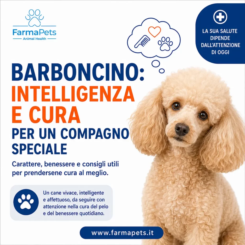 Barboncino