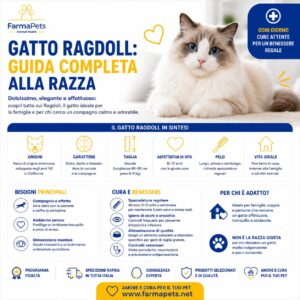 Gatto Ragdoll
