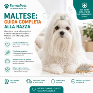 Maltese - razza canina