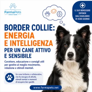 Border collie