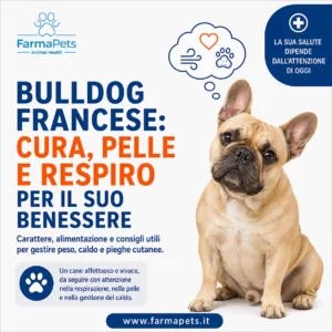 Bulldog francese
