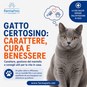 Gatto Certosino